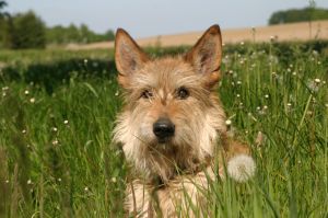 Hunde willkommen Ob groß, ob klein, einer oder mehr, bei uns sind Ihre Vierbeiner herzlich willkommen.
Bitte achten Sie unbedingt auf einen aktuellen Flohschutz, da hier sehr viele Wildtiere unterwegs sind..