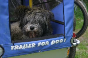 Hundeleben Ihre Vierbeiner werden sich bei uns wohlfühlen. Die riesige Wiese lädt zum Toben und Buddeln ein.
Sollte die Radtour zu lang oder zu anstrendend für Ihren Hund sein, steht ein Hundeanhänger zur Verfügung