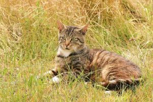 Bild 22: Ferienhaus Beestland am Rande der Mecklenburgischen Schweiz für 6 Personen