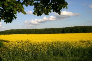 Bild 21: Ferienhaus Beestland am Rande der Mecklenburgischen Schweiz für 6 Personen