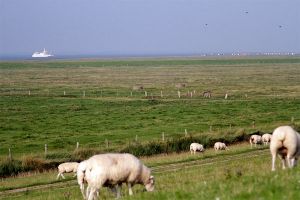 Schafe, Schafe, Schafe