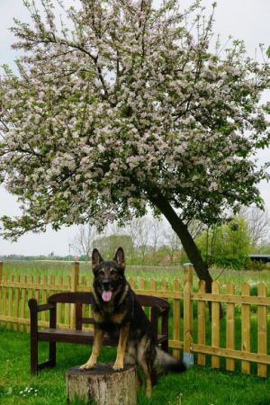 und Kundstücke kann ich auch...lol