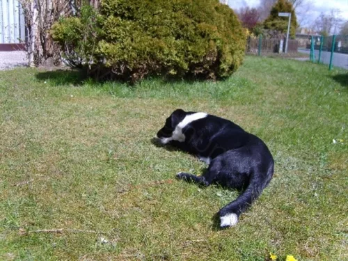 Hund im Garten Nordsee