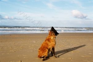 Bild 6: Haus Birgit mit eingezäunten Garten am Ijsselmeer für Urlaub mit dem Hund