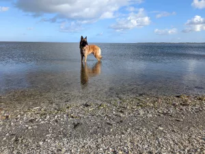 Bademöglichkeit für Hunde in der Nähe