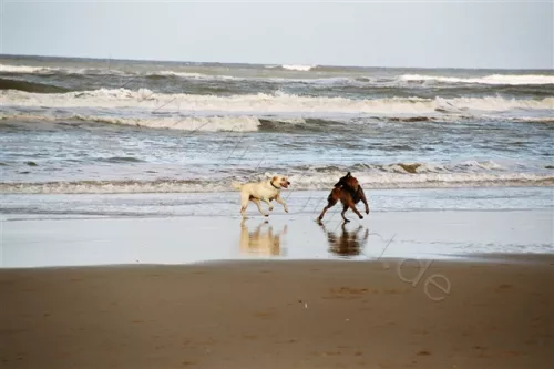 Hunde Strand Holland Ijsselmeer