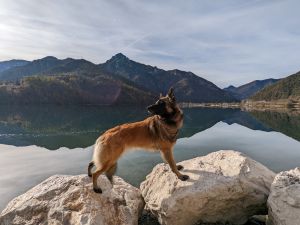 Bild 25: Villa Nini mit eingez. Garten, Pool am Ledrosee für Urlaub mit dem Hund