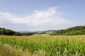 Bild 24: Ferienwohnung Waldblick direkt am Waldrand im Sauerland