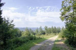 Bild 28: Ferienwohnung Waldblick direkt am Waldrand im Sauerland