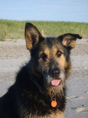 Kalle Auch Kalle liebt den Hohwachter Strand.