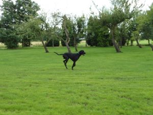Bild 2: Modernes Ferienhaus in Alleinlage an der Nordsee