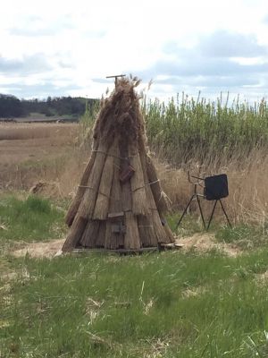 In Groß Zicker/ Reet