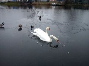 kleiner Teich vom Steg aus