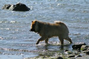 Bild 20: FH "Strandräuber", Zaun, W-LAN, Kamin, 5 P., strandnah, 2 Fahrräder