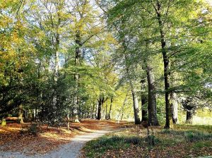 Wander- und Radwege im Horsterwold, gleich neben dem Park