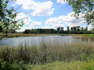 typische Landschaft in der Region vom Horsterwold