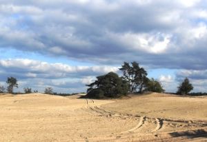 Ein natürlicher Sandflug auf den Veluwe, das großte Naturgebiet von Niederlande.