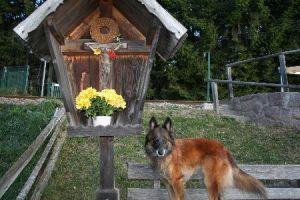 Bild 11: entzückendes Domizil mit eigenem eingezäunem Garten in Südtirol
