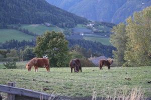 Bild 10: entzückendes Domizil mit eigenem eingezäunem Garten in Südtirol
