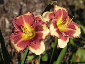 Bild 18: Villa am Alten Deich- komfortable Ferienwohnung in Butjadingen/Nordsee