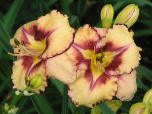 Bild 20: Villa am Alten Deich- komfortable Ferienwohnung in Butjadingen/Nordsee