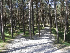 Bild 26: Reethaus Tromper Wiek, WallBox, umzäuntes Grundstück, inkl. Nebenk./Wlan