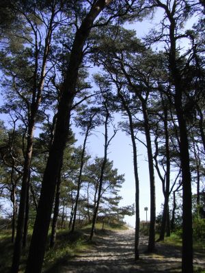 Bild 27: Reethaus Tromper Wiek, WallBox, umzäuntes Grundstück, inkl. Nebenk./Wlan