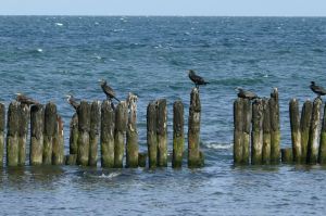 Bild 23: Reethaus Tromper Wiek, WallBox, umzäuntes Grundstück, inkl. Nebenk./Wlan