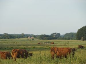 Highland Rinder und Wildpferde auf der Birk