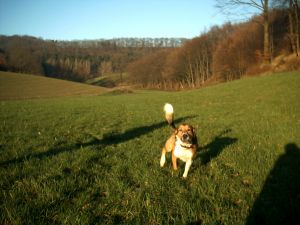 Bild 14: Sonnenhaus Nr. 47a in Weserbergland/Extertal bis 5 Personen, Hund erlaubt