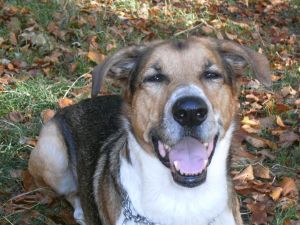 Bild 16: Sonnenhaus Nr. 47a in Weserbergland/Extertal bis 5 Personen, Hund erlaubt