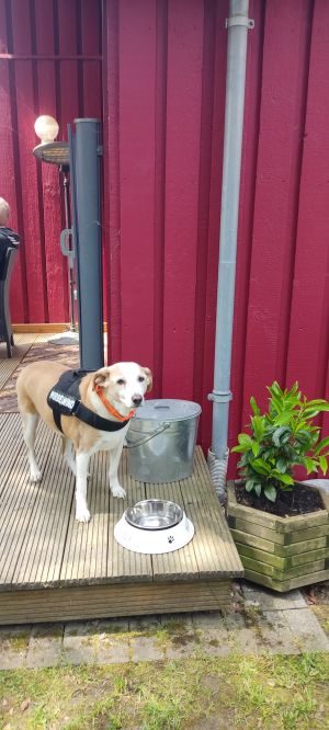 Bild 7: Waldhaus in Weserbergland/Extertal bis 5 Personen-mit Sauna. Hund erlaubt