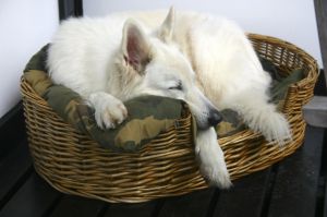 Ferienhaus EifelNest Hund "Iskar" Unser weißer Schäferhund nach der "großen Hausrunde" ;-) ...