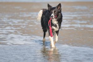 Bild 23: 5*Ferienobjekt "Nordspitze", Urlaub mit Hund, Kamin, Sauna, - 5 P., Nordsee