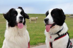 Bild 24: 5*Ferienobjekt "Nordspitze", Urlaub mit Hund, Kamin, Sauna, - 5 P., Nordsee