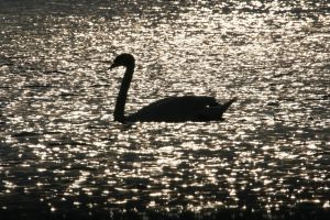 Bild 16: Ferienwohnung mit Terrasse am Möhnesee, Garten, Liegewiese und Grillkamin