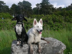 Ostfriesland - finden wir gut!