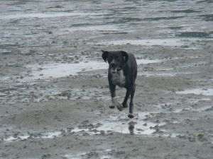 Schöner Hundestrand in Norddeich zum Spielen und Toben !