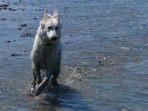 An den Hundestränden in Norddeich oder Nessmersiel kann sich Ihr Vierbeiner richtig austoben!