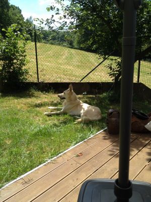 sich in den Schatten legen. Ob Schatten oder Sonne, Ihr Hund hat sehr viele Möglichkeiten seinen Lieblingsplatz zu finden