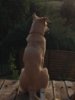 Ihr Hund findet es garantiert schön, man kann in die Ferne blicken oder die Nachbarskatze ausbellen