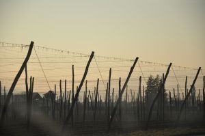 Die Region der Hopfen
