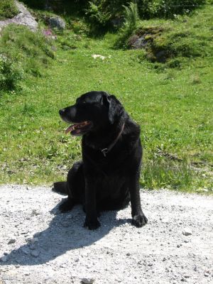 Hund des Hauses und der beste den es gibt !