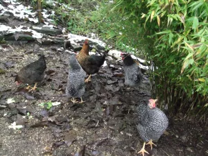 Eier von unseren 6 Damen können Sie bei uns täglich erwerben.....