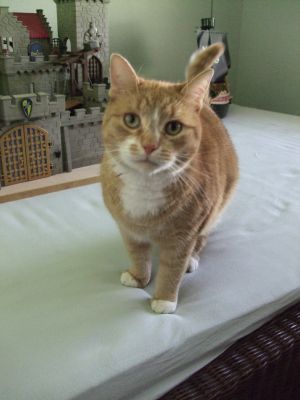 Kater des Hauses - er könnte auch Prinz Charming heißen