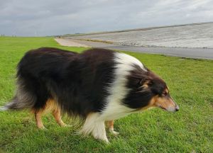 Bild 24: 5*Ferienobjekt "Trottellumme", Urlaub mit Hund, Kamin, Sauna, - 5 P,Nordsee