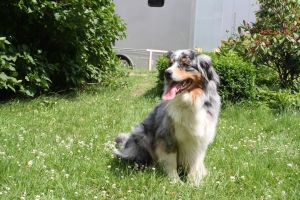 Einer unserer Hofhunde