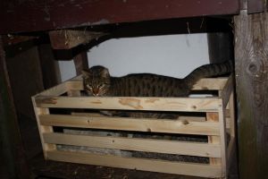 Überall findet sich ein Plätzchen für eins der vielen Kätzchen!