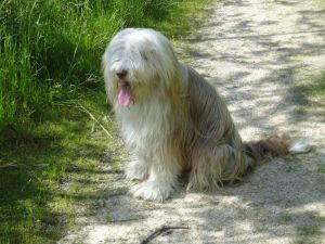 Unsere Kaja nach einem ausgiebigen Waldspaziergang.