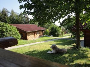 Kaja fühlt sich wohl im Schatten der Linde.